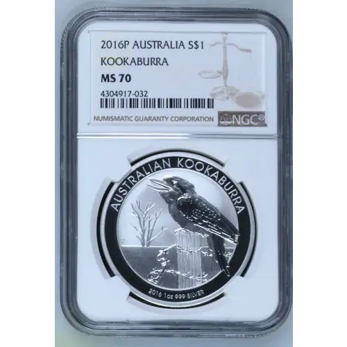 2016P Kookaburra (2)