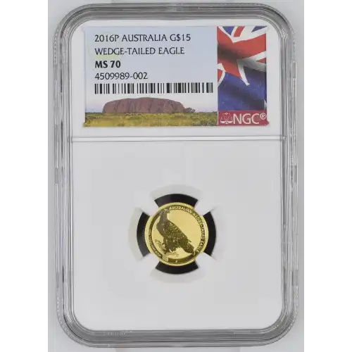 2016P Wedge-Tailed Eagle (2)