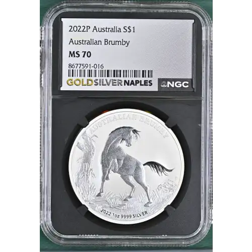 2022P Australian Brumby (2)