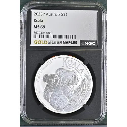 2023P Koala (2)