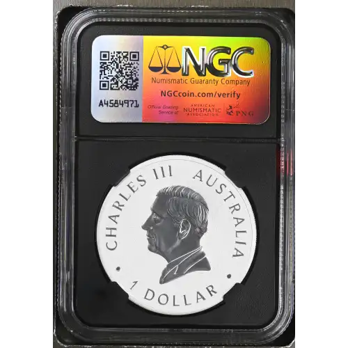 2024 P125 Koala (3)