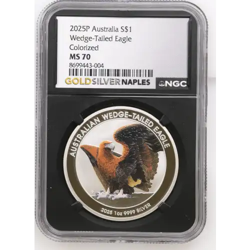 2025P Wedge-Tailed Eagle Colorized (2)