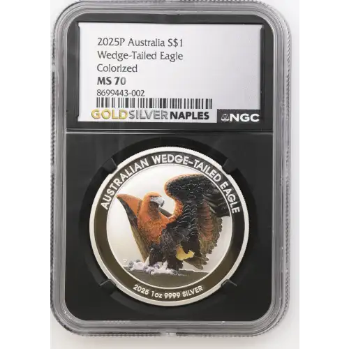 2025P Wedge-Tailed Eagle Colorized (2)