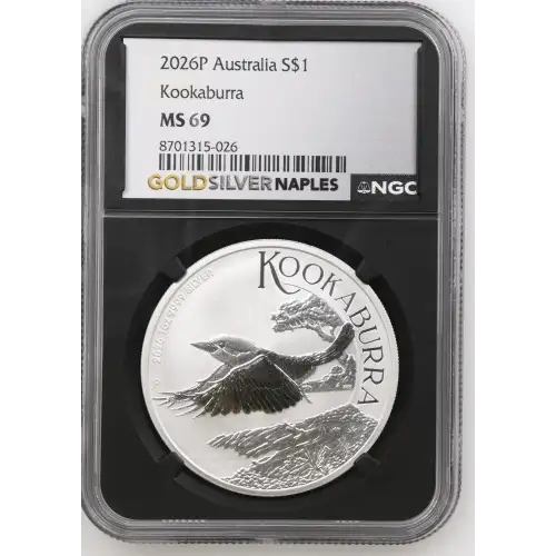 2026P Kookaburra (2)