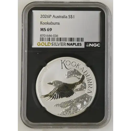 2026P Kookaburra (2)
