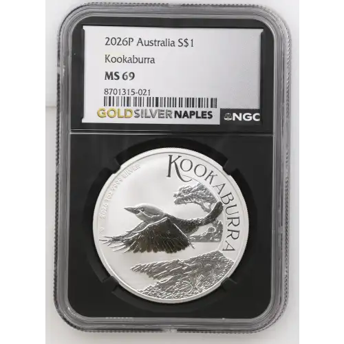 2026P Kookaburra (2)