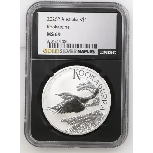 2026P Kookaburra (2)