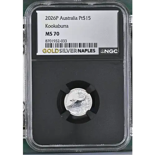 2026P Kookaburra (2)