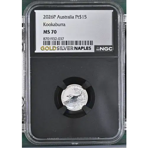 2026P Kookaburra (2)