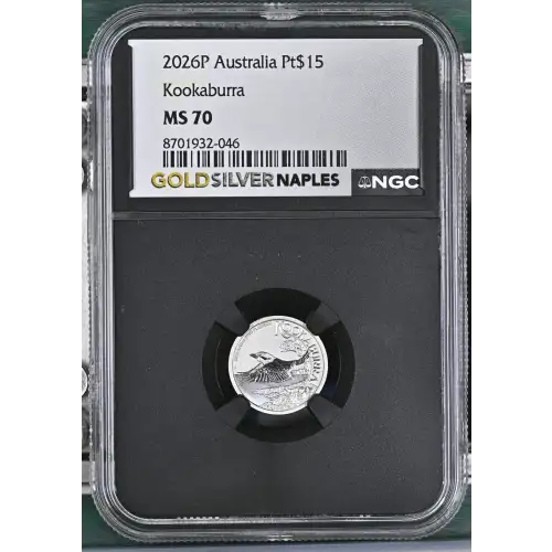 2026P Kookaburra (2)