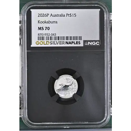 2026P Kookaburra (2)
