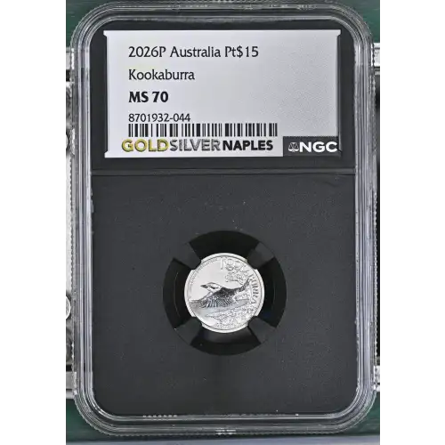 2026P Kookaburra (2)