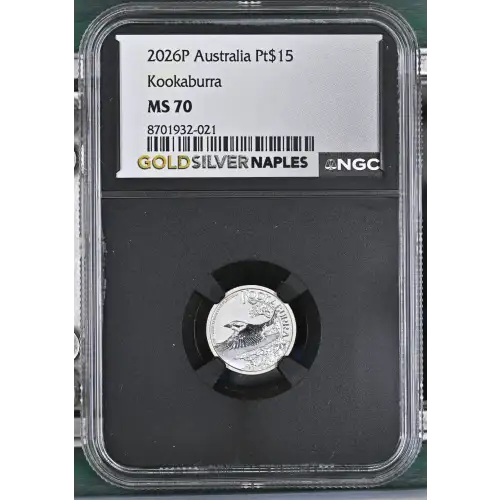 2026P Kookaburra (2)
