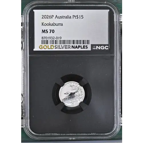 2026P Kookaburra (2)