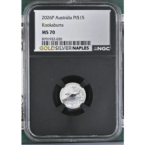 2026P Kookaburra (2)