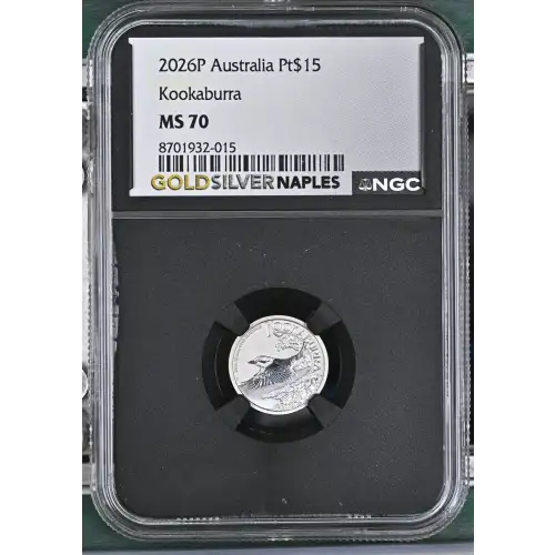 2026P Kookaburra (2)