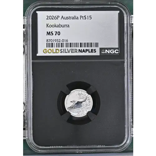 2026P Kookaburra (2)