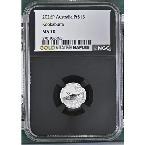 2026P Kookaburra (2)