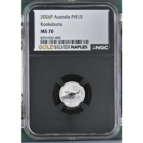 2026P Kookaburra (2)