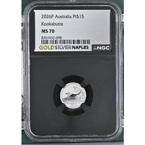2026P Kookaburra (2)
