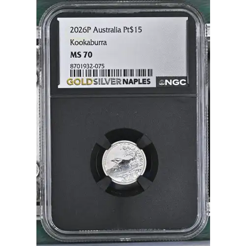 2026P Kookaburra (2)