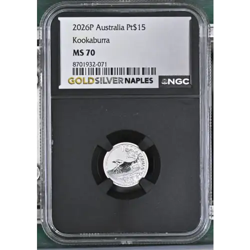 2026P Kookaburra (2)