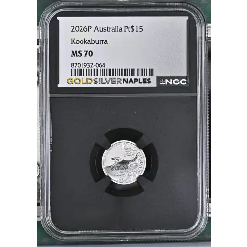 2026P Kookaburra (2)
