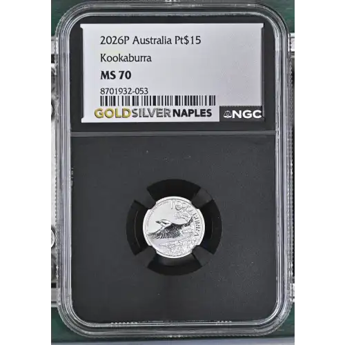 2026P Kookaburra (2)