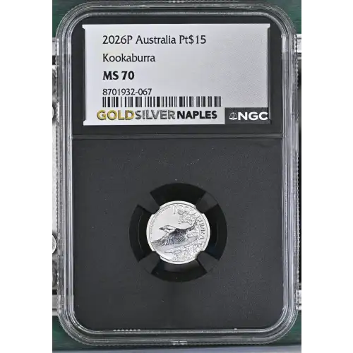 2026P Kookaburra (2)