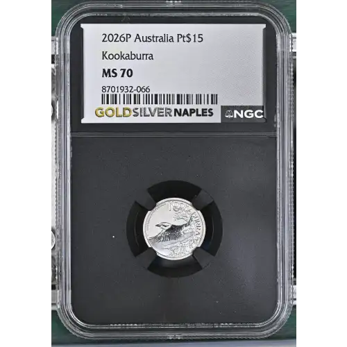 2026P Kookaburra (2)