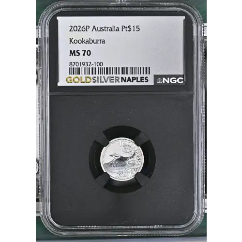 2026P Kookaburra (2)