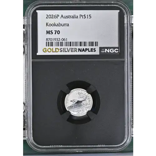 2026P Kookaburra (2)