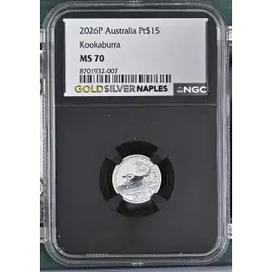 2026P Kookaburra (2)