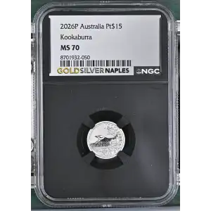 2026P Kookaburra (2)