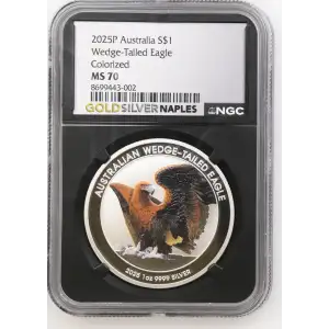 2025P Wedge-Tailed Eagle Colorized (2)