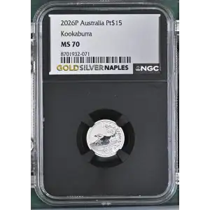 2026P Kookaburra (2)