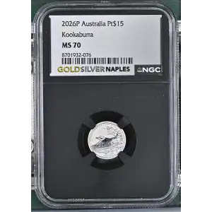 2026P Kookaburra (2)