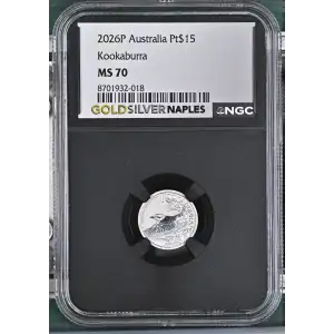 2026P Kookaburra (2)