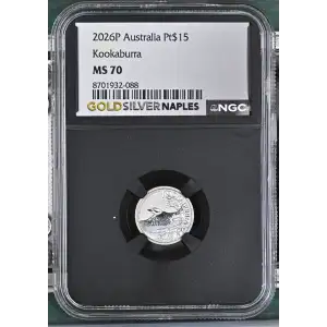 2026P Kookaburra (2)