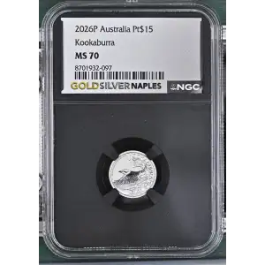 2026P Kookaburra (2)