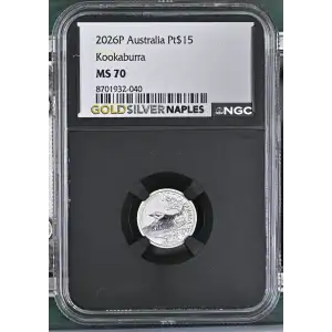 2026P Kookaburra (2)