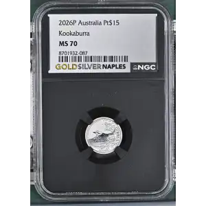 2026P Kookaburra (2)
