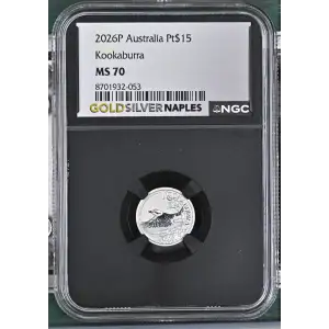 2026P Kookaburra (2)