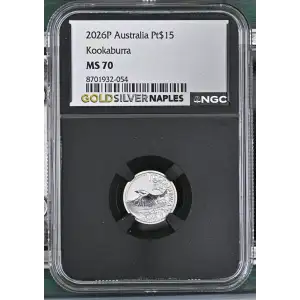 2026P Kookaburra (2)