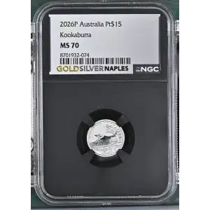 2026P Kookaburra (2)