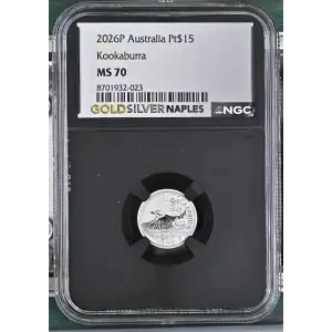 2026P Kookaburra (2)