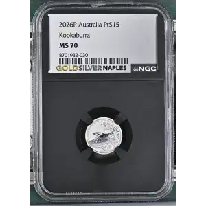 2026P Kookaburra (2)