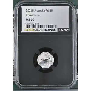 2026P Kookaburra (2)