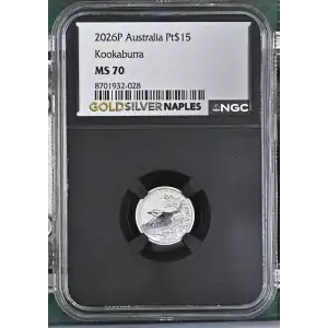 2026P Kookaburra (2)
