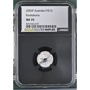 2026P Kookaburra (2)
